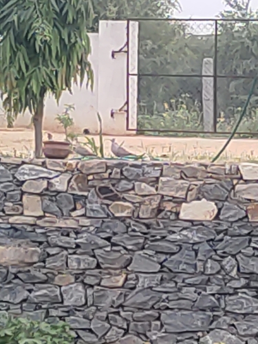 Spotted Dove