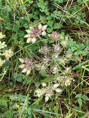 Lomatium dasycarpum dasycarpum