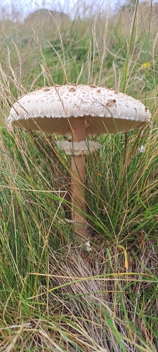 Parasol