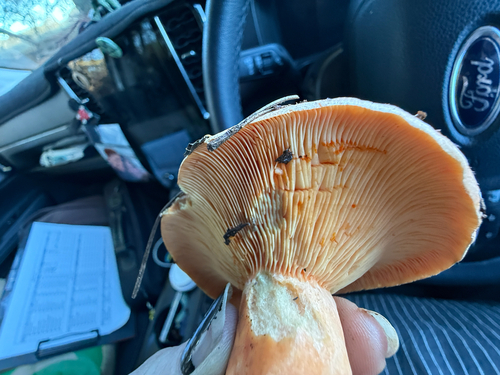 saffron milkcap