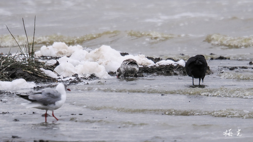 iNaturalist image
