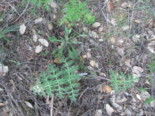 Thapsia villosa, photograph 1