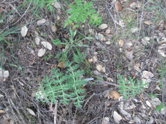 (c) zebedeugalinha, some rights reserved (CC BY) Thapsia villosa, photograph (c) zebedeugalinha, some rights reserved (CC BY)