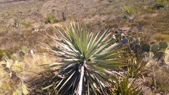 Dasylirion berlandieri