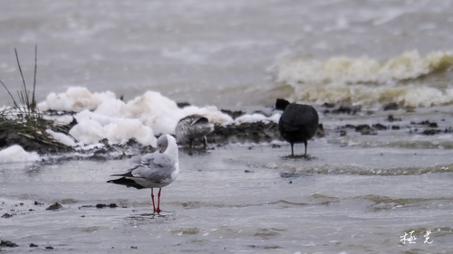 iNaturalist image