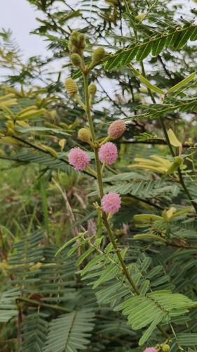 Mimosa pigra, photograph 4