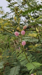 Mimosa pigra, photograph (c) Thomas Gyselinck, some rights reserved (CC BY)