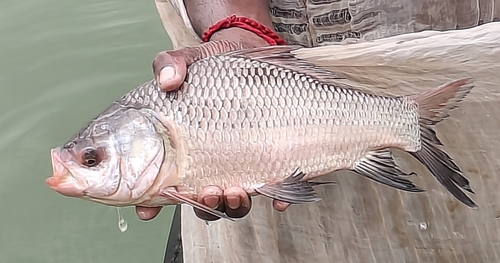 Catla (Gibelion catla) — Cyprinidae — 2