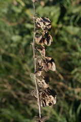 Rumex patientia orientalis