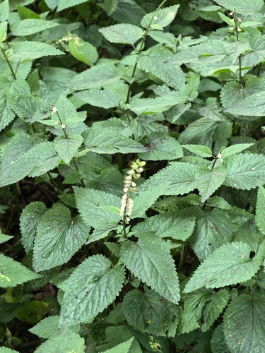 Наблюдение на iNaturalist
