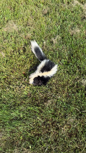 Striped Skunk observed by ericrupert