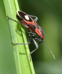 Lygaeus alboornatus