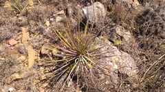 Agave striata
