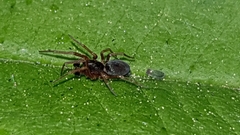 Dictynidae