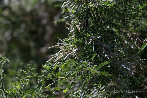 Sophora moorcroftiana
