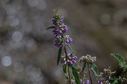 Phlomoides younghushandii