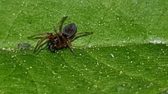 Dictynidae