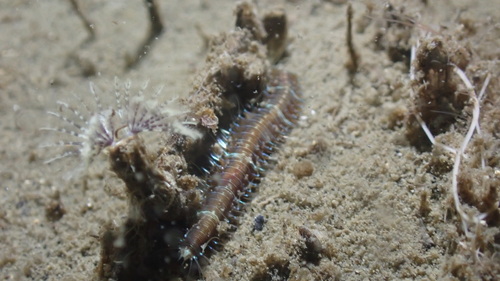 Neonworm, Dreischor Frans Kok rif, Schouwen-Duiveland, Nederland, photo 5 of 10