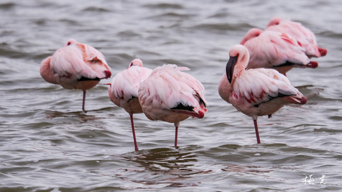 iNaturalist image