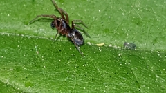 Dictynidae