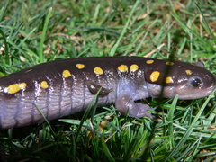 Glossiphoniidae