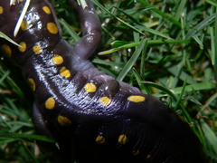 Glossiphoniidae