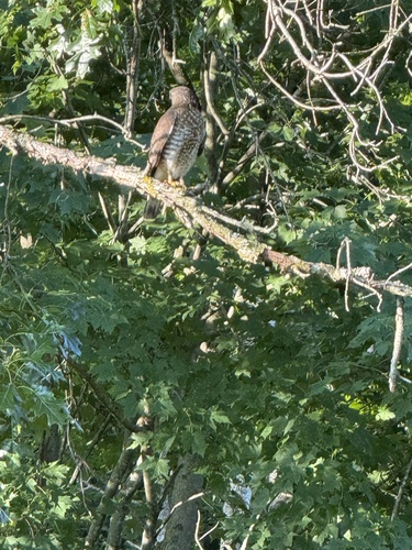 Broad-winged Hawk observed by bobrichardsonjr