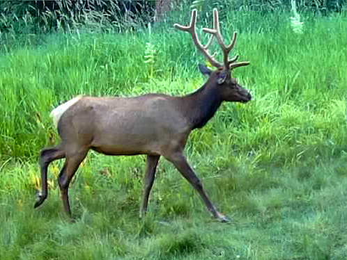 Elk observed by jnelson