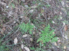 (c) zebedeugalinha, some rights reserved (CC BY) Thapsia villosa, photograph (c) zebedeugalinha, some rights reserved (CC BY)