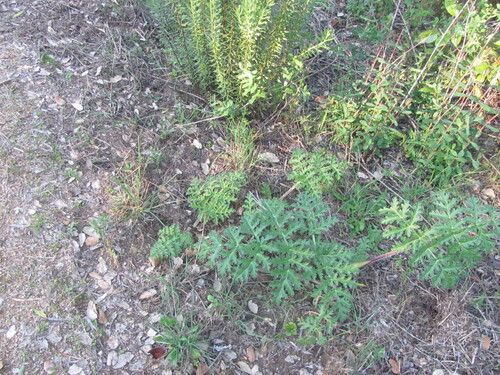 Thapsia villosa