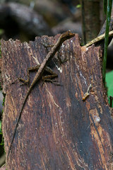 Anolis trachyderma