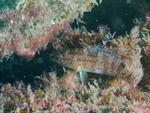 Twinspot bass (Serranus flaviventris) — Serranidae — 5