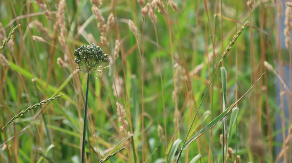 Allium obliquum; photograph (c) Виктория Билоус, some rights reserved (CC BY)