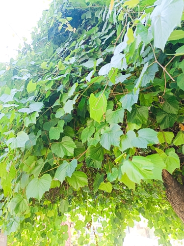 wine grape