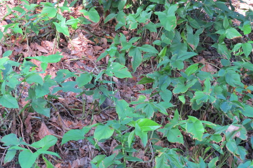 Syngonium podophyllum image