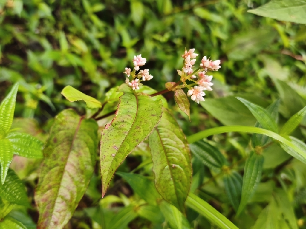 Persicaria chinensis; photograph (c) Ben Costamagna, some rights reserved (CC BY)