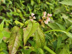 Persicaria chinensis