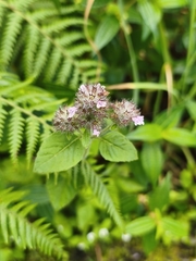 Clinopodium chinense
