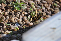 Heraclides cresphontes