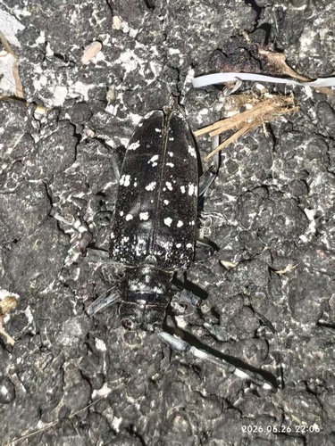 Citrus Longhorn Beetle