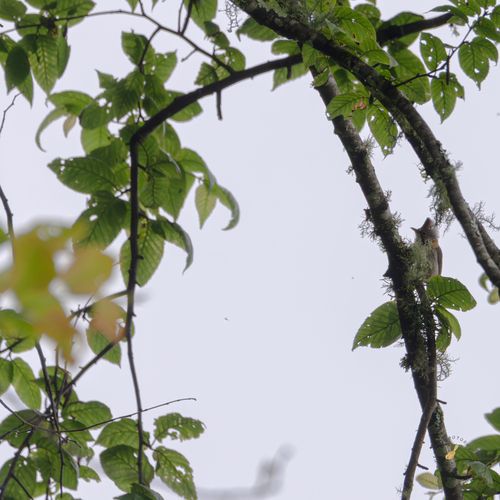 Yuhina occipitalis observed 2026-06-15