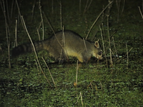 Crab-eating Raccoon