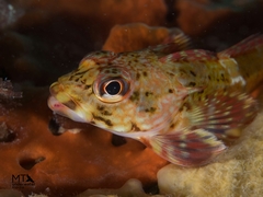 Bovichtus angustifrons