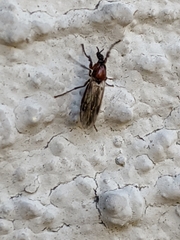 Dilophus strigilatus