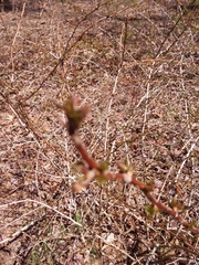 Crataegus berberifolia