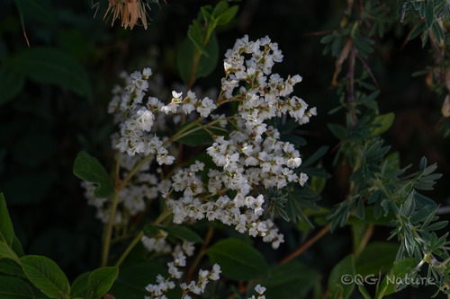 Himalayan knotweed