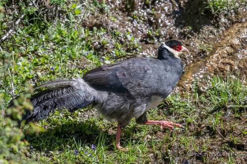 Tibetan Eared Pheasant (Crossoptilon harmani), photo 3