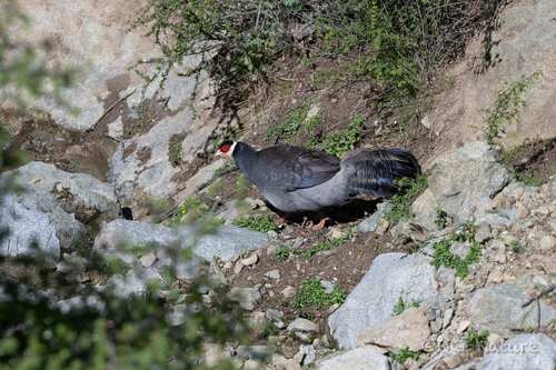Tibetan Eared Pheasant (Crossoptilon harmani), photo 2