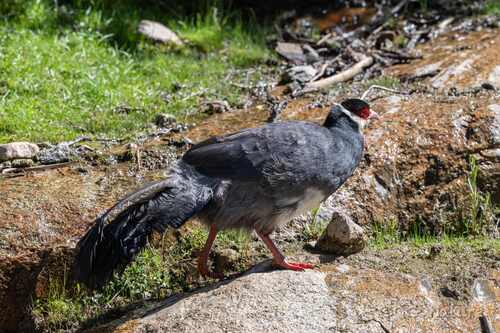 Tibetan Eared Pheasant (Crossoptilon harmani), photo 7