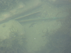 Diplodus hottentotus